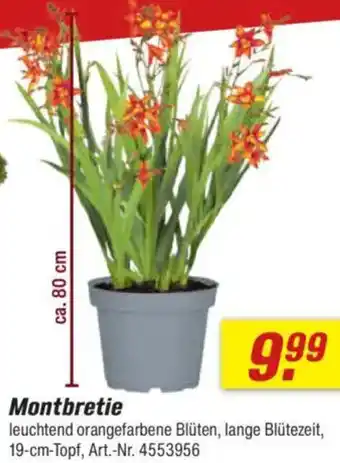 toom Baumarkt Montbretie Angebot