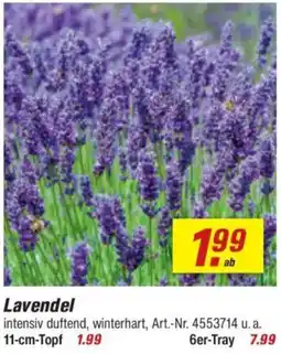 toom Baumarkt Lavendel Angebot