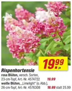 toom Baumarkt Rispenhortensie Angebot