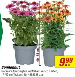 toom Baumarkt Sonnenhut Angebot