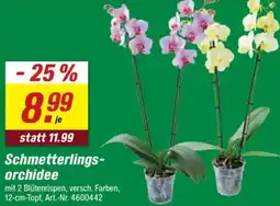toom Baumarkt Schmetterlingsorchidee Angebot