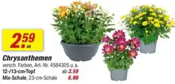 toom Baumarkt Chrysanthemen Angebot