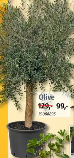 Bauhaus Olive Angebot