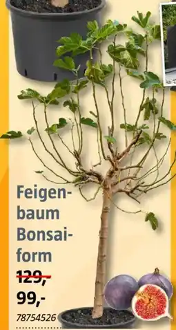 Bauhaus Feigenbaum Bonsaiform Angebot