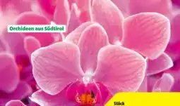 Hagebau Schmetterlingsorchidee Phalaenopsis Angebot