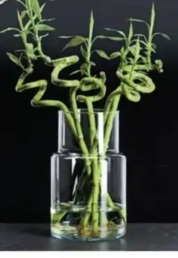 Möbel Inhofer Ritzenhoff & Breker Vase Lily Angebot