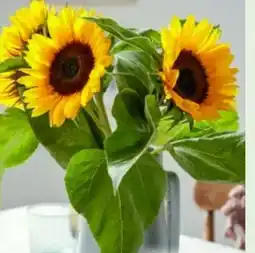 Kaufland Sonnenblumen Angebot