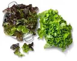 Kaufland Eichblattsalate Angebot