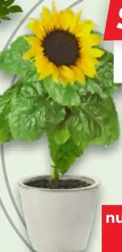 Kaufland Sonnenblume Angebot