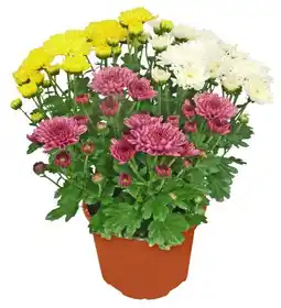 Kaufland Chrysantheme Angebot