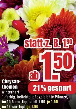 B1 Discount Baumarkt Chrysanthemen Angebot