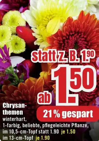 B1 Discount Baumarkt Chrysanthemen Angebot