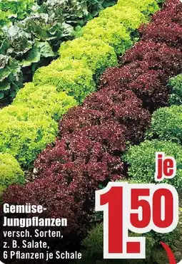 B1 Discount Baumarkt Gemüse Jungpflanzen Angebot