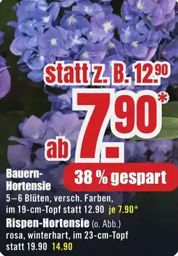 B1 Discount Baumarkt Bauern Hortensie Angebot