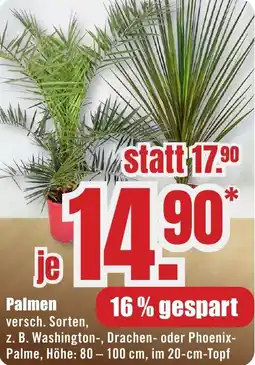 B1 Discount Baumarkt Palmen Angebot