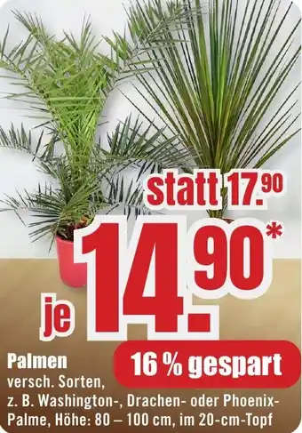 B1 Discount Baumarkt Palmen Angebot