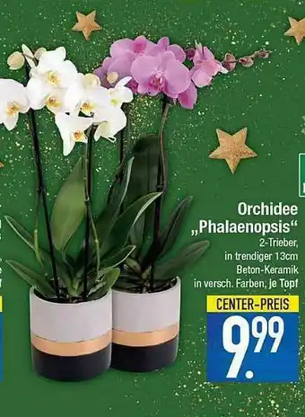 E-Center Orchidee „phalaenopsis” Angebot