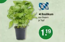 V Markt Basilikum Angebot