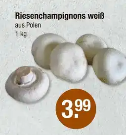 V Markt Riesenchampignons weiß Angebot