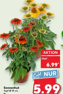 Kaufland Sonnenhut Angebot