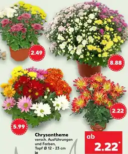 Kaufland Chrysantheme Angebot