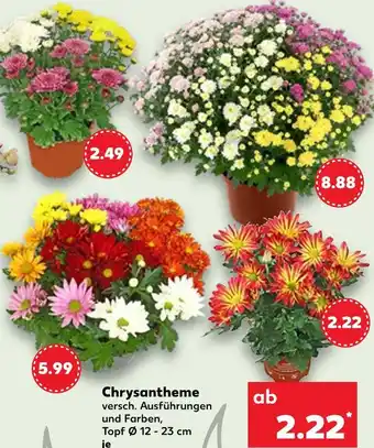 Kaufland Chrysantheme Angebot