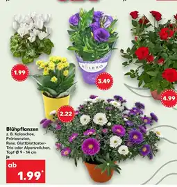 Kaufland Kalanchoe Angebot