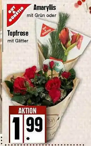 Edeka Gut & Gunstig Amaryllis Oder Topfrose Angebot