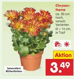 Netto Marken-Discount Chrysantheme Angebot