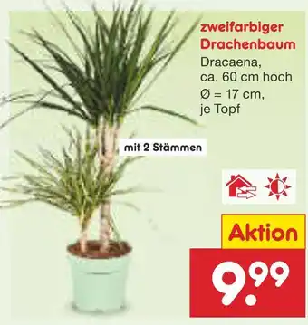 Netto Marken-Discount Zweifarbiger drachenbaum Angebot