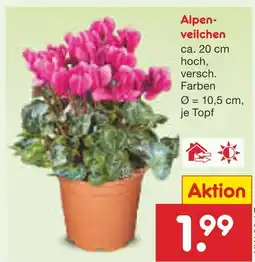 Netto Marken-Discount Alpenveilchen Angebot