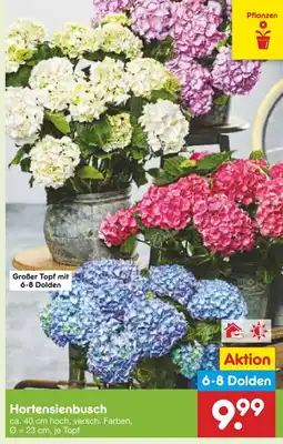 Netto Marken-Discount Hortensienbusch Angebot