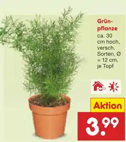 Netto Marken-Discount Grünpflanze Angebot