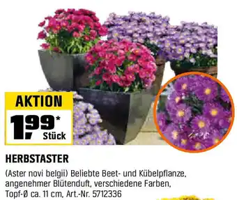 OBI HERBSTASTER Angebot
