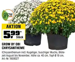 OBI GROW BY OBI CHRYSANTHEME Angebot