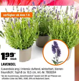 OBI LAVENDEL Angebot