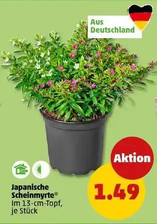PENNY Japanische Scheinmyrte Angebot