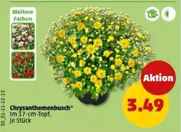 PENNY Chrysanthemenbusch Angebot