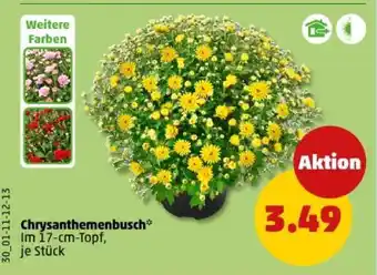 PENNY Chrysanthemenbusch Angebot