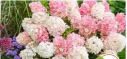 OBI Grow By Obi Rispenhortensie Living Creations Angebot