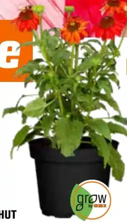 OBI Grow By Obi Sonnenhut Angebot