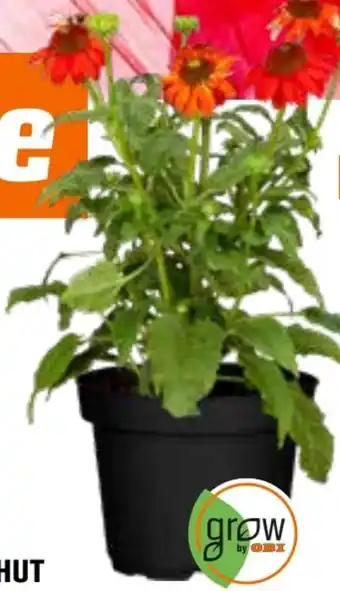 OBI Grow By Obi Sonnenhut Angebot