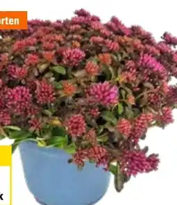 OBI Grow By Obi Fetthenne Sortenmix Angebot
