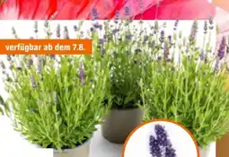 OBI Lavendel Angebot