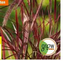 OBI Grow By Obi Herbst-Gräser Angebot