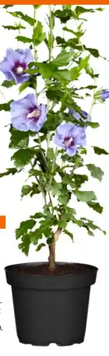 OBI Grow By Obi Gartenhibiskus Angebot