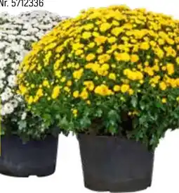 OBI Grow By Obi Chrysantheme Angebot