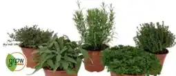 OBI Grow By Obi Italienische Kräuter Angebot