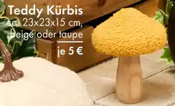 TEDi Teddy Kürbis Angebot