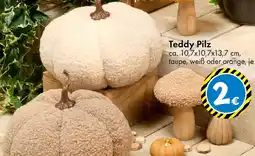 TEDi Teddy Pilz Angebot